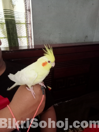 ককাটেল ফিমেল পাখি টেম